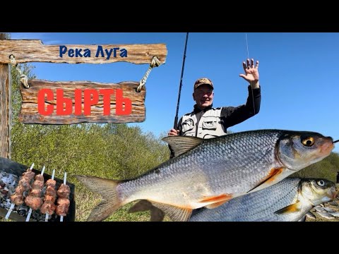 Видео: Сырть и отличная рыбалка на реке Луга, Кингисеппский район. #рыбалка #лето #сезон #сырть #рецепты