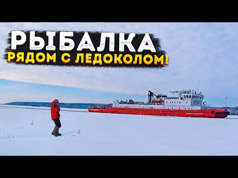 Видео: ОТОРВАЛИСЬ ПО СУДАКУ! Рыбалка на Дону! Рыбалка на судака с эхолотом практик! Судак на РАТТЛИНЫ ВИБЫ