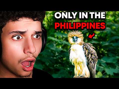 Видео: 10 РЕДКИХ животных, которые можно встретить только на Филиппинах
