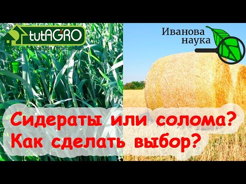 Видео: ПЛОДОРОДНАЯ ПОЧВА БЕЗ УДОБРЕНИЙ: СОЛОМА или СИДЕРАТЫ. Что лучше выбрать для плодородия почвы?