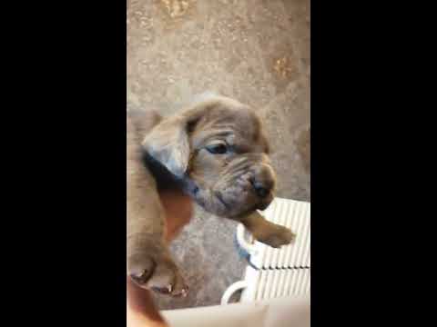 Видео: щенки Кане-Корсо .Нам 3 недели!!!!!