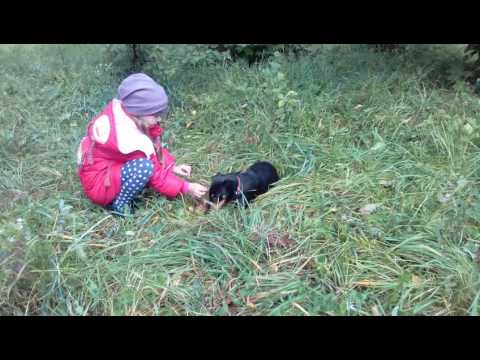 Видео: Воспитание щенка. Ягдтерьер , о породе