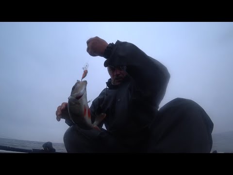 Видео: Зеленогорск. Рыбалка 1.11.25.