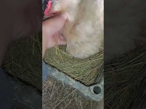 Видео: Күрік тауық алдым жаңадан😀😀