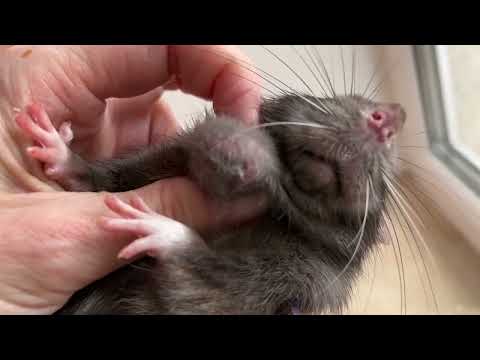 Видео: Опухоль или абсцесс у крысы. Как отличить