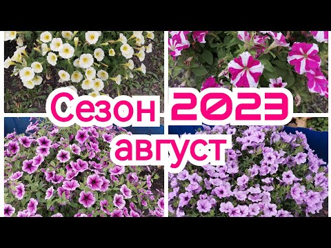 Видео: Обзор Петунии после обрезки, август 2023. Мои ошибки, не лучшие Сорта, борьба с сорняком.