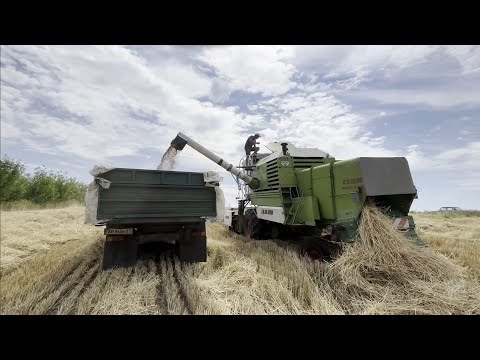 Видео: 🛑ЖНИВА 2025 в розпалі ❗Продовжуємо молотити пшениці Урожай зернових радує Комбайн CLAAS MERCATOR❗