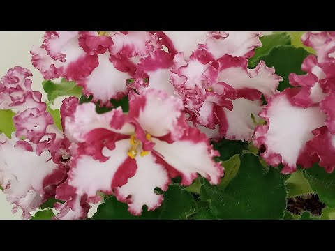 Видео: Фиалка вытянулась и болтается! Как переукоренить фиалку?