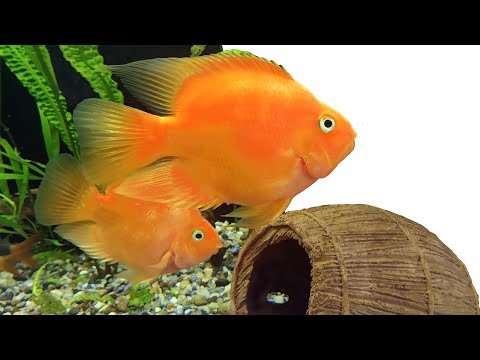 Видео: КРАСНЫЙ ГИБРИДНЫЙ ПОПУГАЙ / RED PARROT FISH