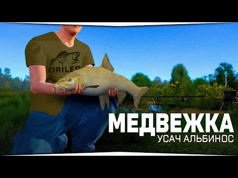 Видео: Медвежье озеро • Усач альбинос • Русская Рыбалка 4