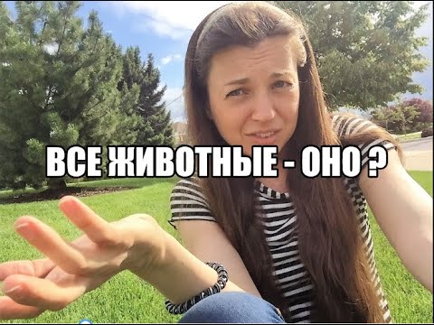 Видео: Все животные в английском это «ОНО»? Частые ошибки изучающих английский.