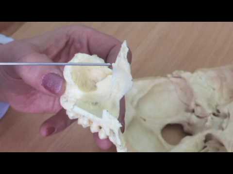 Видео: Жоғарғы жақ суйек