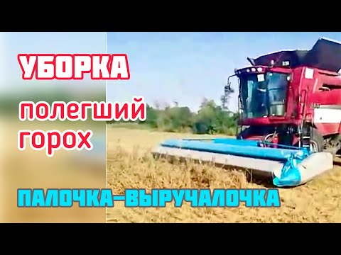 Видео: Уборка полегшего гороха очесывающей жаткой