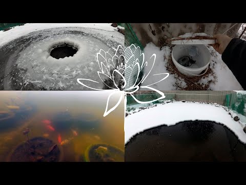 Видео: Зимовка карпов кои - Wintering of Koi Carp