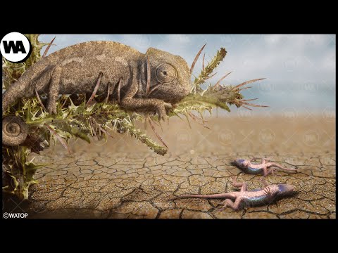 Видео: Вот Что Происходит с Ящерицами, Если Они Не Находят Колючки