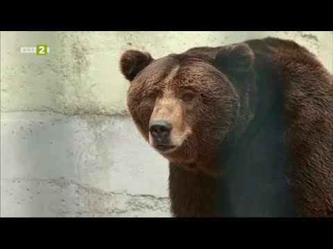 Видео: Зоопаркът в Стара Загора, "10 000 крачки" 04.04.2024