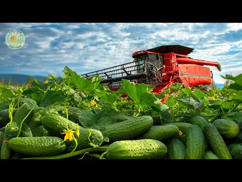Видео: Как фермеры собирают миллиарды фунтов огурцов каждый год – удивительные методы выращивания огурцов