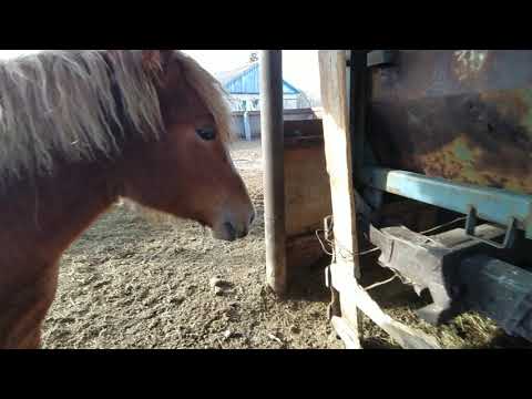 Видео: Через три месяца повторили оброботку от паразитов, вот результат!