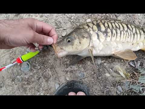 Видео: Рыбалка в Таджикистане для сазана