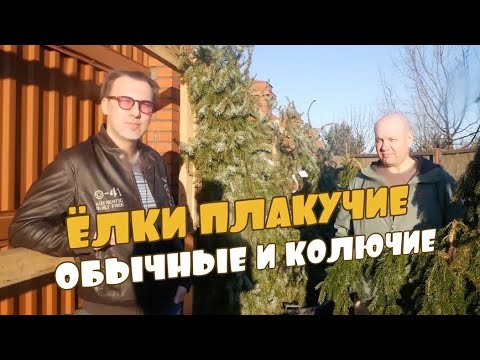 Видео: Ель Пендула, Сербская, Сербская Брунса, Глаука Пендула – сходства, различия, использование