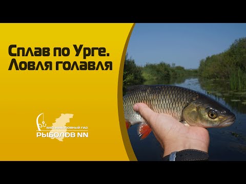 Видео: Сплав по Урге  Ловля голавля