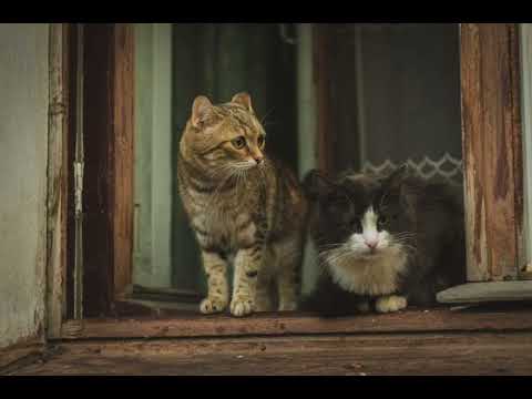 Видео: ПЛЕЙЛИСТ НОВЫХ ТРЕКОВ 🎧☀️ ||Популярные и лучшие треки здесь||