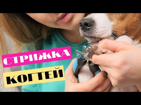 Видео: СТРИЖКА КОГТЕЙ У СОБАК | КАК ПРАВИЛЬНО ОБРЕЗАТЬ СОБАКЕ КОГТИ?🐶✂