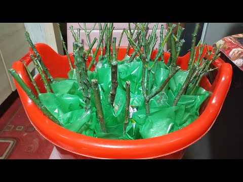 Видео: Розы из Светофора 27.02.2025.Алтайский край. Село Топчиха.