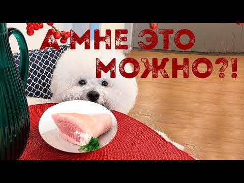 Видео: Можно ли кормить собак свининой?!Причины заблуждений, советы и рекомендации владельцам бишон фризе.