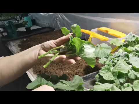 Видео: Результат укоренения пеларгонии, предложение черенков пеларгонии и петунии.