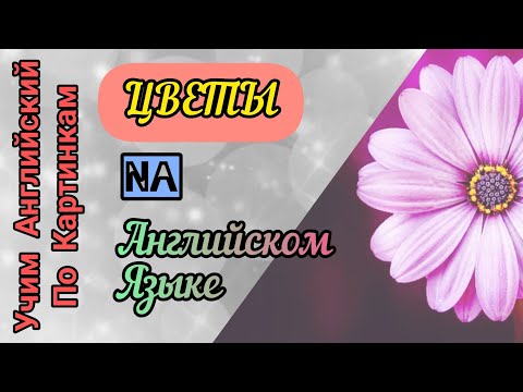 Видео: Учим названия цветов на английском языке🌺🥀🌻 По картинками🖼