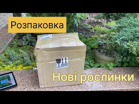 Видео: Розпаковка з фейсбук,та порівняння різних рослинок. #мійсад #розпаковка #будлея #ехінацеі 