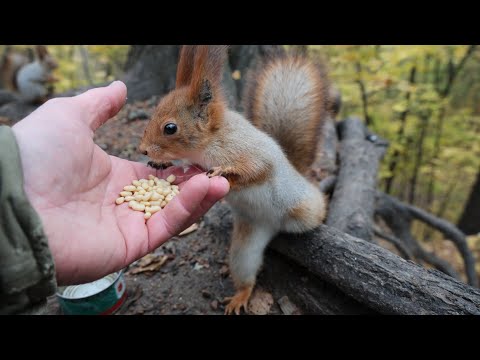 Видео: Снова прибегала Рыжая / Redhead came running again