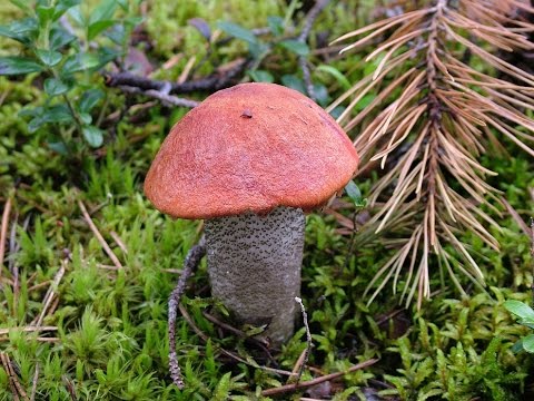 Видео: Тихая охота. Подосиновики. Кировская обл...