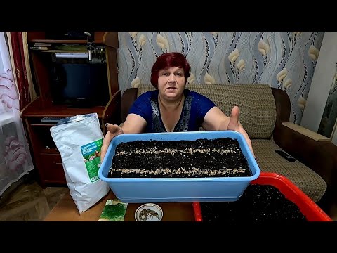 Видео: 🌱 ОГОРОД НА ПОДОКОННИКЕ!! Сделайте так и всю Зиму будете с Укропом!!