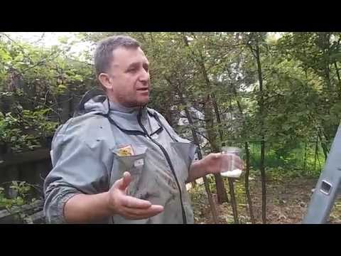 Видео: Роевая пора. Снятие роя и определение улья из которого вышел рой.