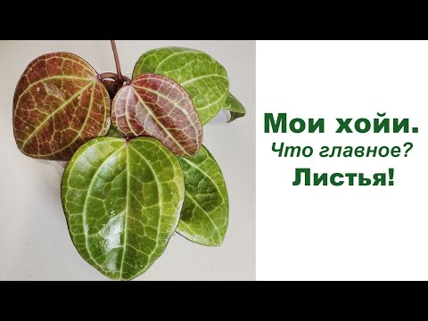 Видео: Мои хойи. Главное - листья!