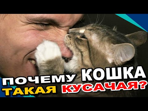 Видео: Что Делать, Если Кот Кусается и Ведет Себя Агрессивно?