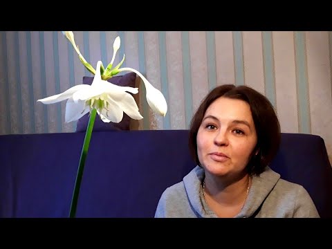 Видео: КАК ЗАСТАВИТЬ ЭУХАРИС ЦВЕСТИ