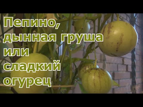 Видео: Урожай пепино, дегустация плодов. Сохранение кустов пепино до следующего сезона. Экзот в Подмосковье