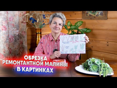 Видео: Обрезка ремонтантной малины в картинках