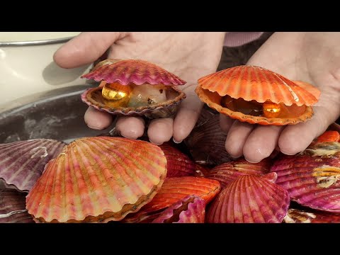 Видео: Этот обыкновенный гребешок очень вкусный и содержит жемчуг внутри. золотая жемчужина