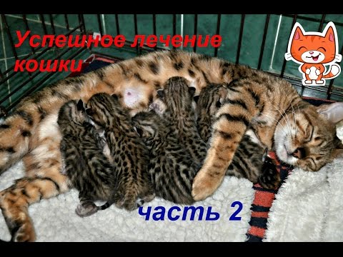 Видео: 😻Кошка выздоравливает. Бенгальским котятам 10 дней.Счастливый финал. Часть 2