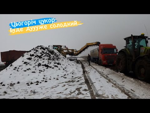 Видео: Солодкий цукор 2022 року. Буксировка фур. #claas #ropa