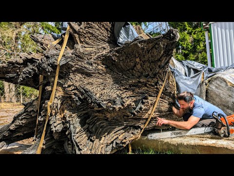 Видео: Шокирующая находка в пне древнего мореного дуба