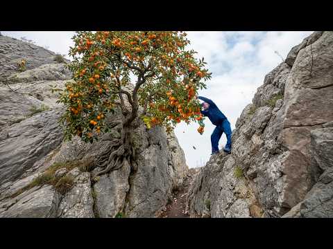 Видео: Дедушка, который взбирается на опасные горы, чтобы собрать урожай хурмы 🍊 | Сим-деревенская жизнь