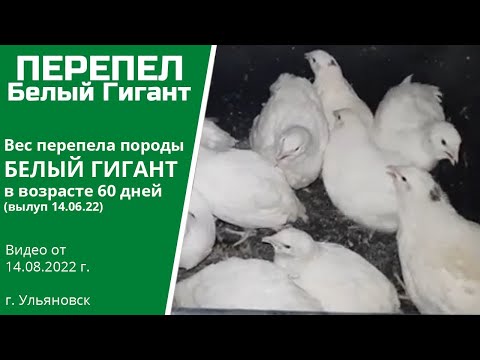 Видео: Вес перепелов Белый Гигант в 60 дней | Вылуп от 14.06.22 | Алексей Абрамов | Ульяновск