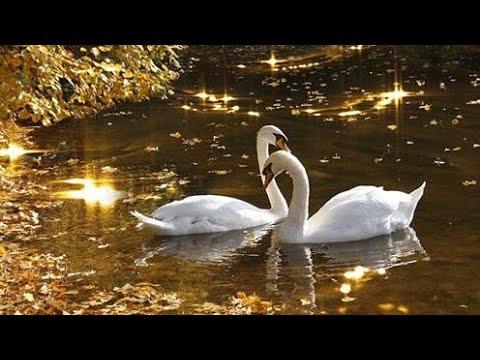 Видео: Танго в исполнении AI " Женщина- осень"