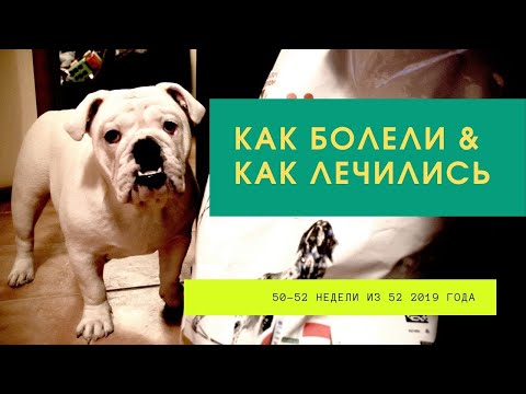 Видео: Как мы заболели и лечимся. Цистит у бульдожки.