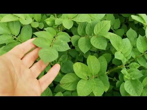 Видео: Не ведитесь на САРПО МИРА с АВИТО! Видео снято по просьбе обманутого покупателя!